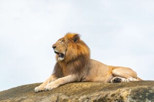5 Days Tanzania Mid-Range Safari