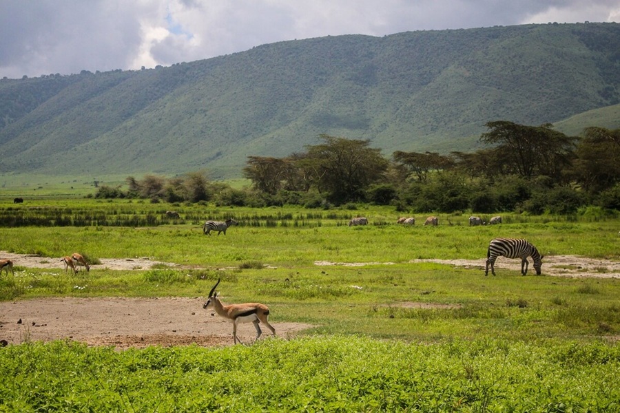Game viewing at Ngorongoro crater