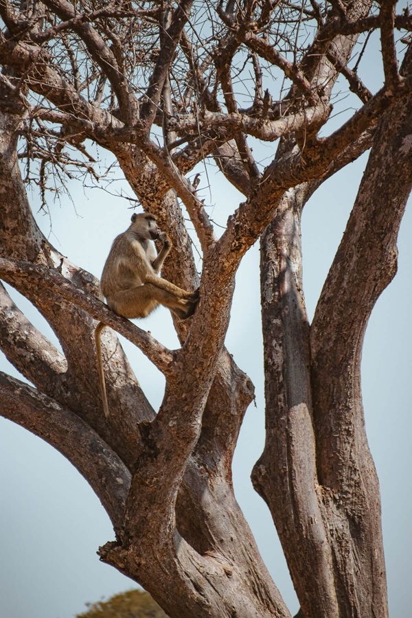 Monkey on a tree in Tarangire National Park 