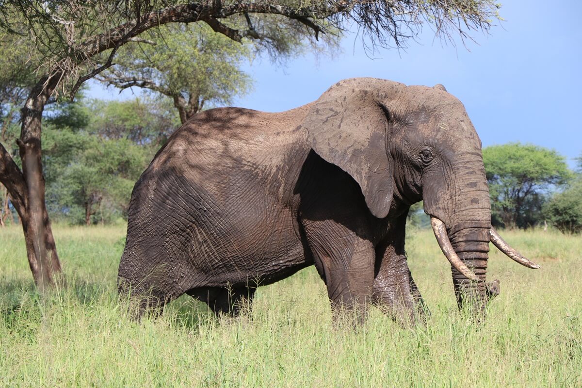 Elephant at Tarangire National Park