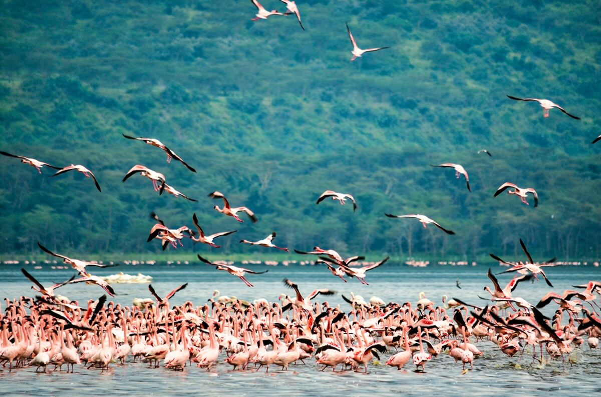 Birdlife in Lake Nakuru National Park