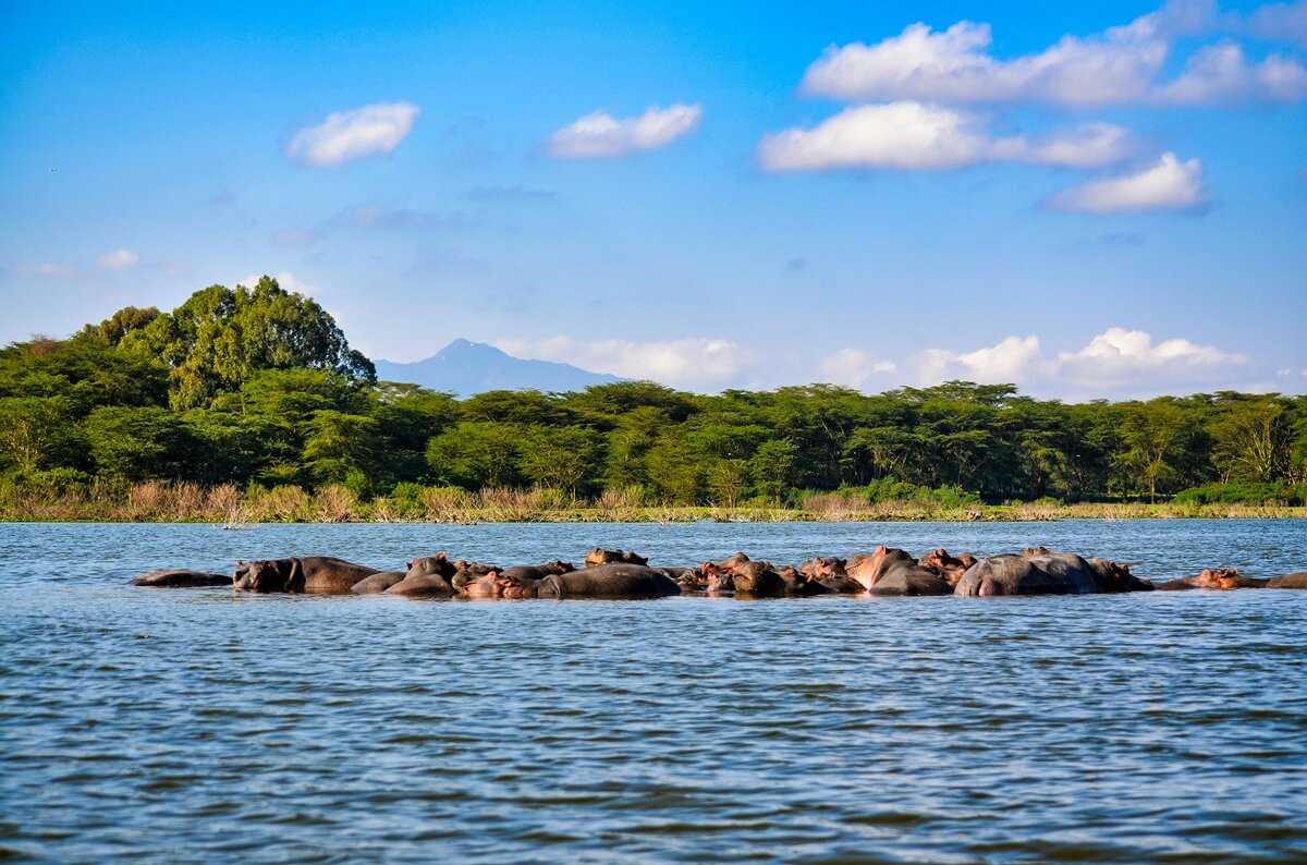 Hippos in Lake Nakuru