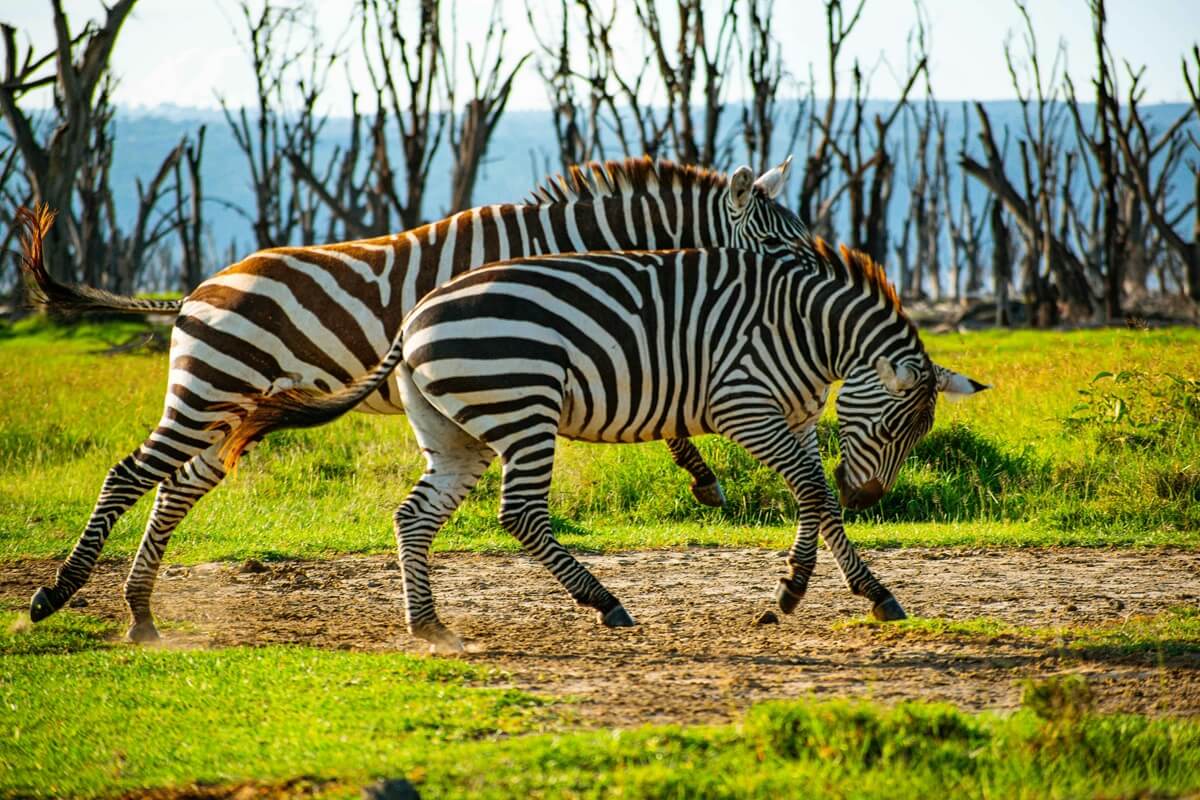 Zebras in Lake Nakuru National Park