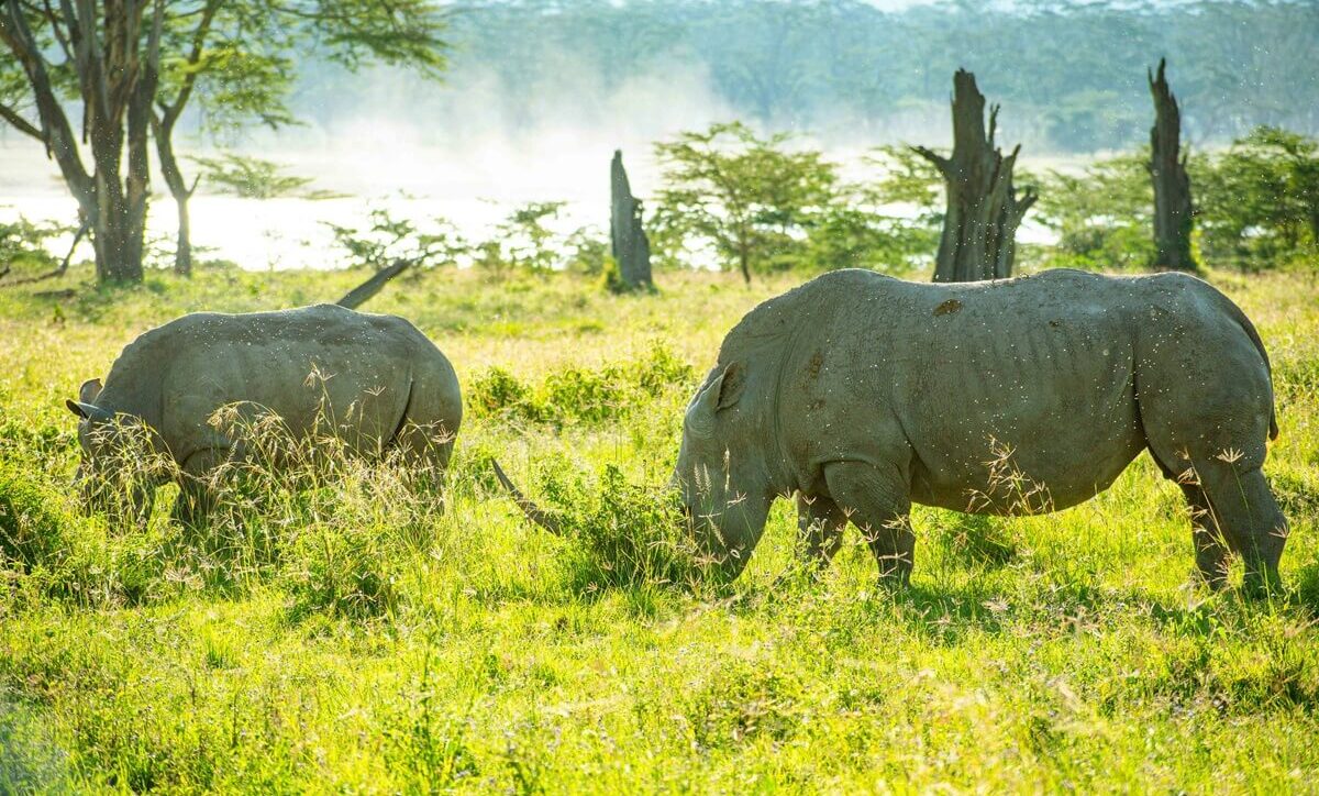 White rhino in Lake Nakuru National Park