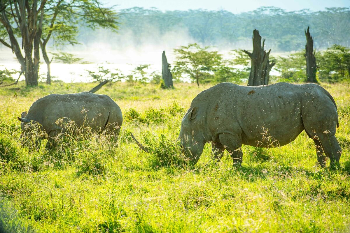 White rhino in Lake Nakuru National Park