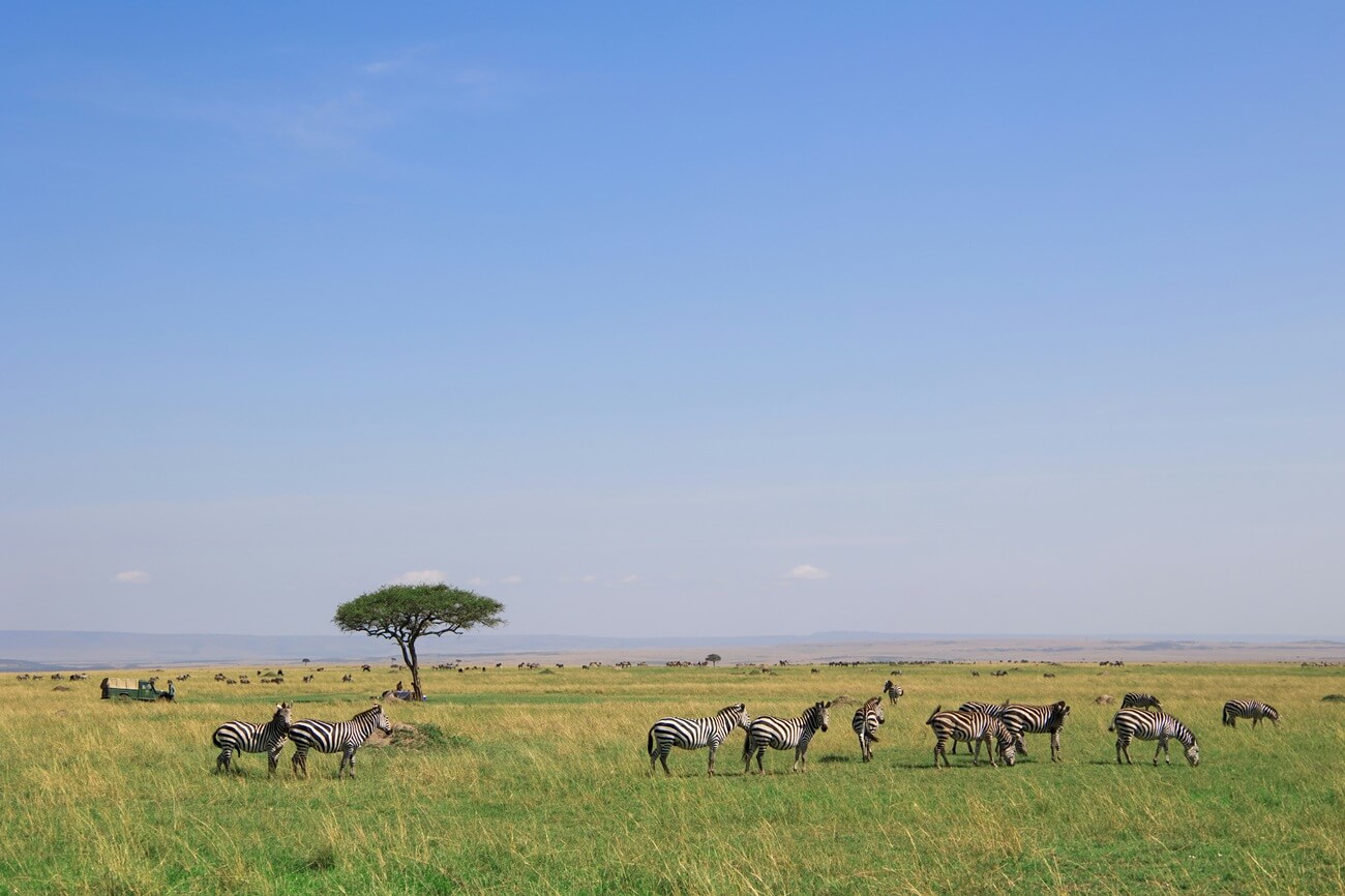 Watching zebras in Amboseli National Park