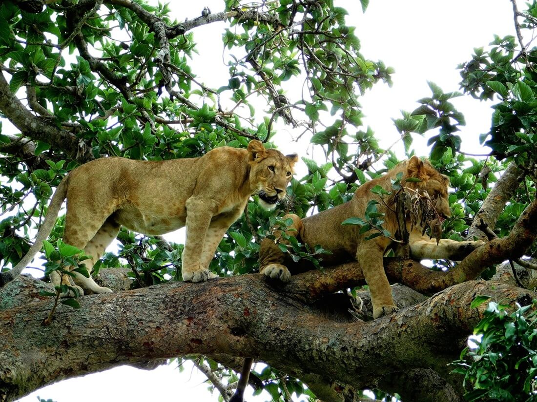 Tree climbing lions at Lake Nakuru National Park