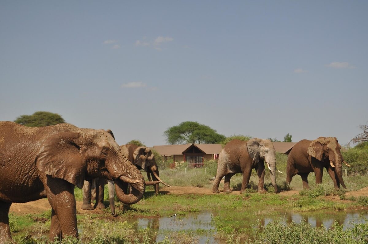 A herd of elephant near Kilima Safari Camp in Amboseli National Park 