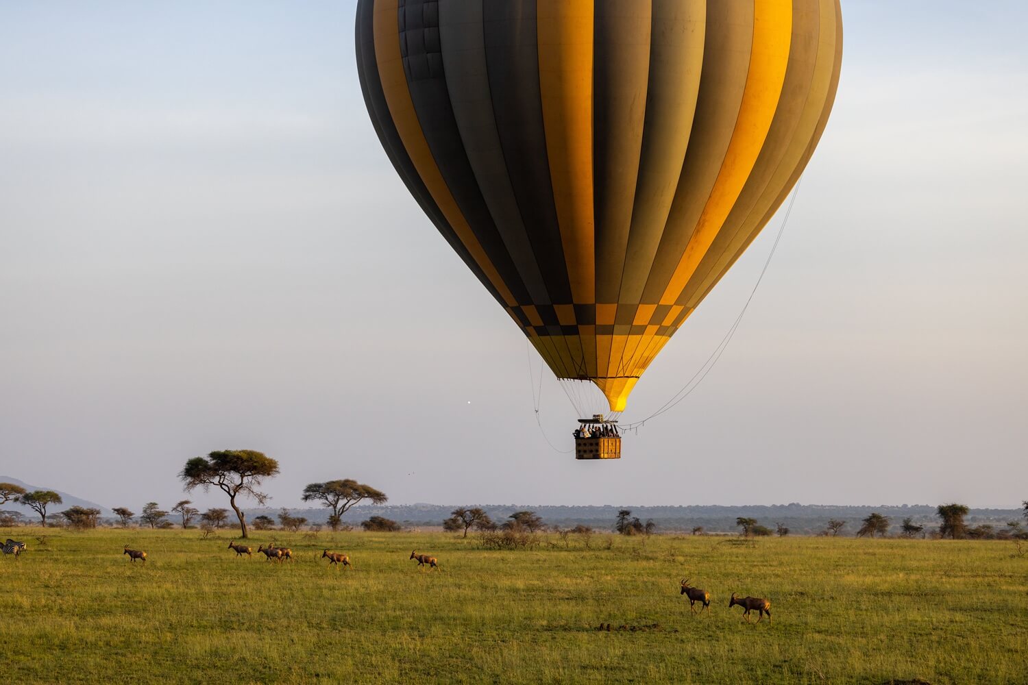 Hot air balloon over Maasai Mara plains