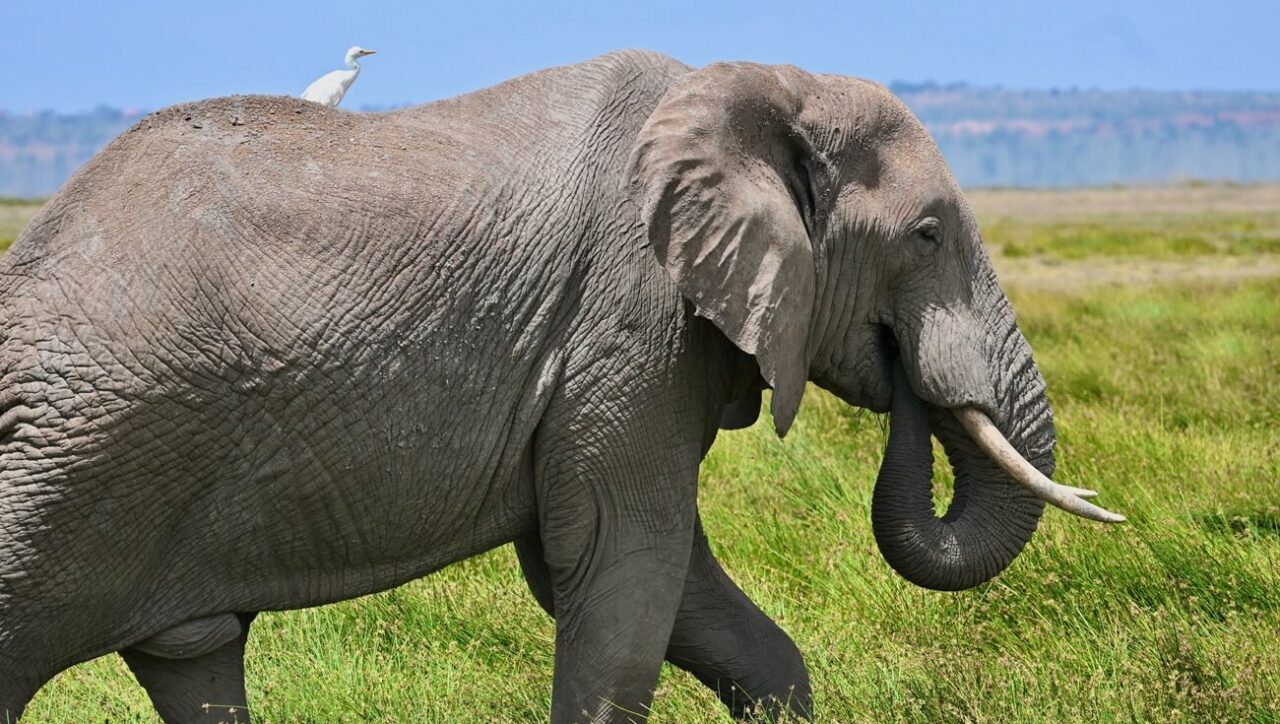 Elephant crossing the plains of Amboseli National Park