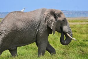 2 Day Amboseli Luxury Tour