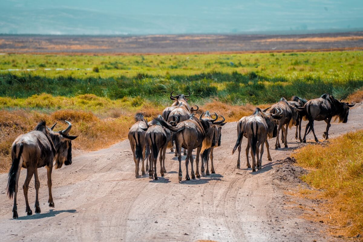 Wildebeests in Amboseli National Park