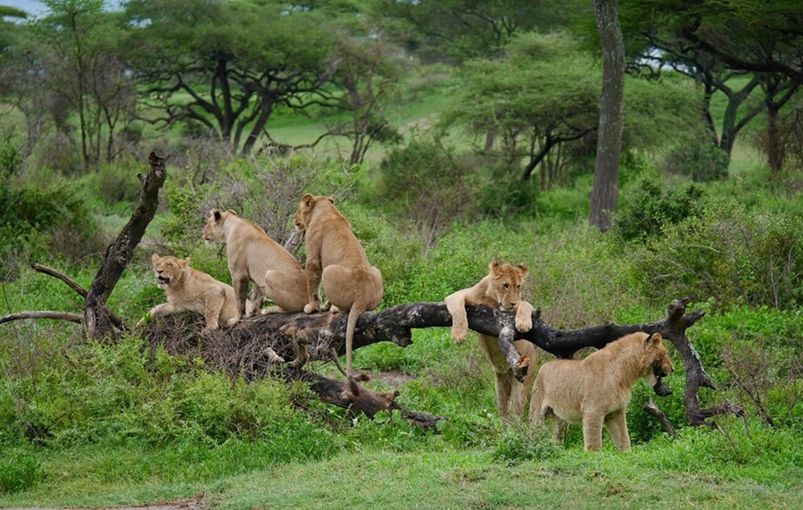 Tree Climbing lions in Lake Nakuru National Park