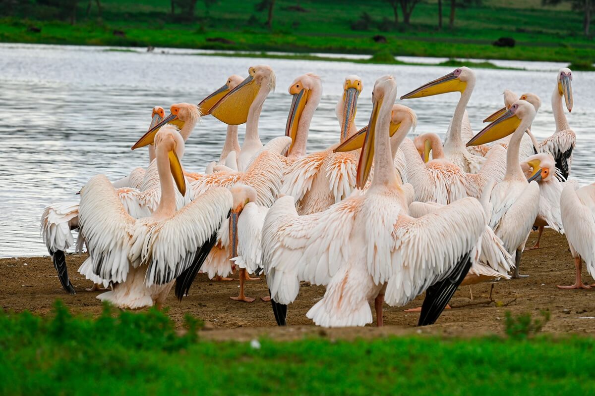Birdlife in Lake nakuru national park