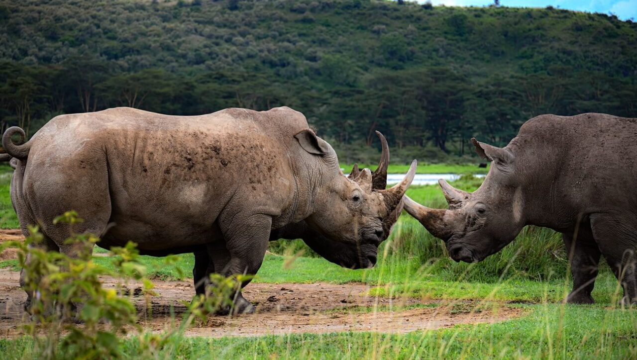 Two southern white rhinos in Lake Nakuru National Park.