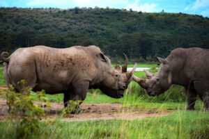 Lake Nakuru Day Trip from Nairobi