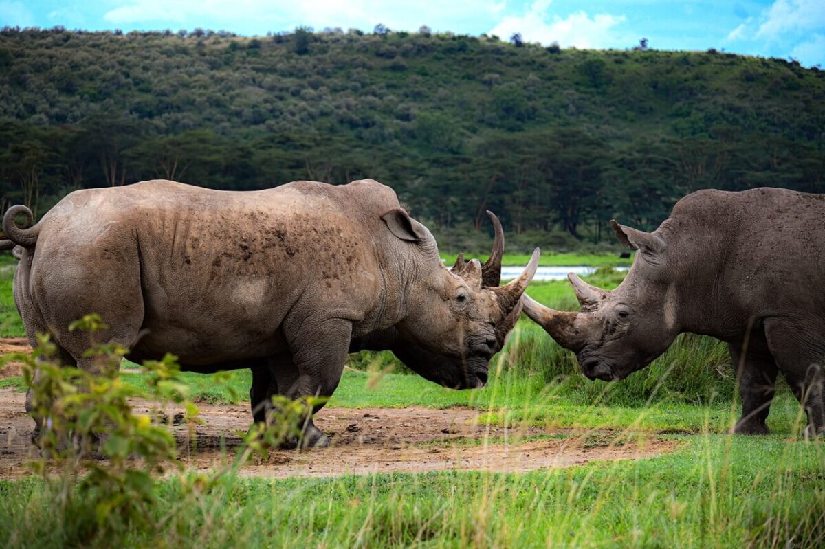 Lake Nakuru Day Trip from Nairobi