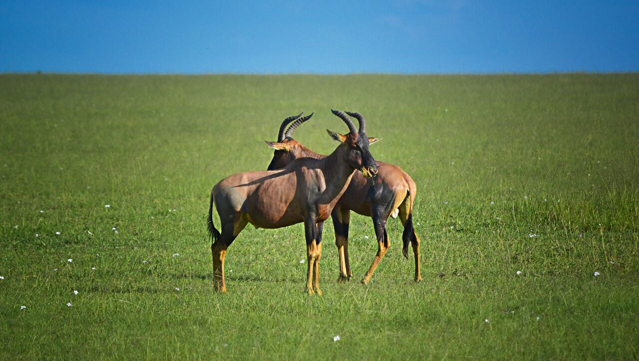 Wild viewing at Masai mara national park