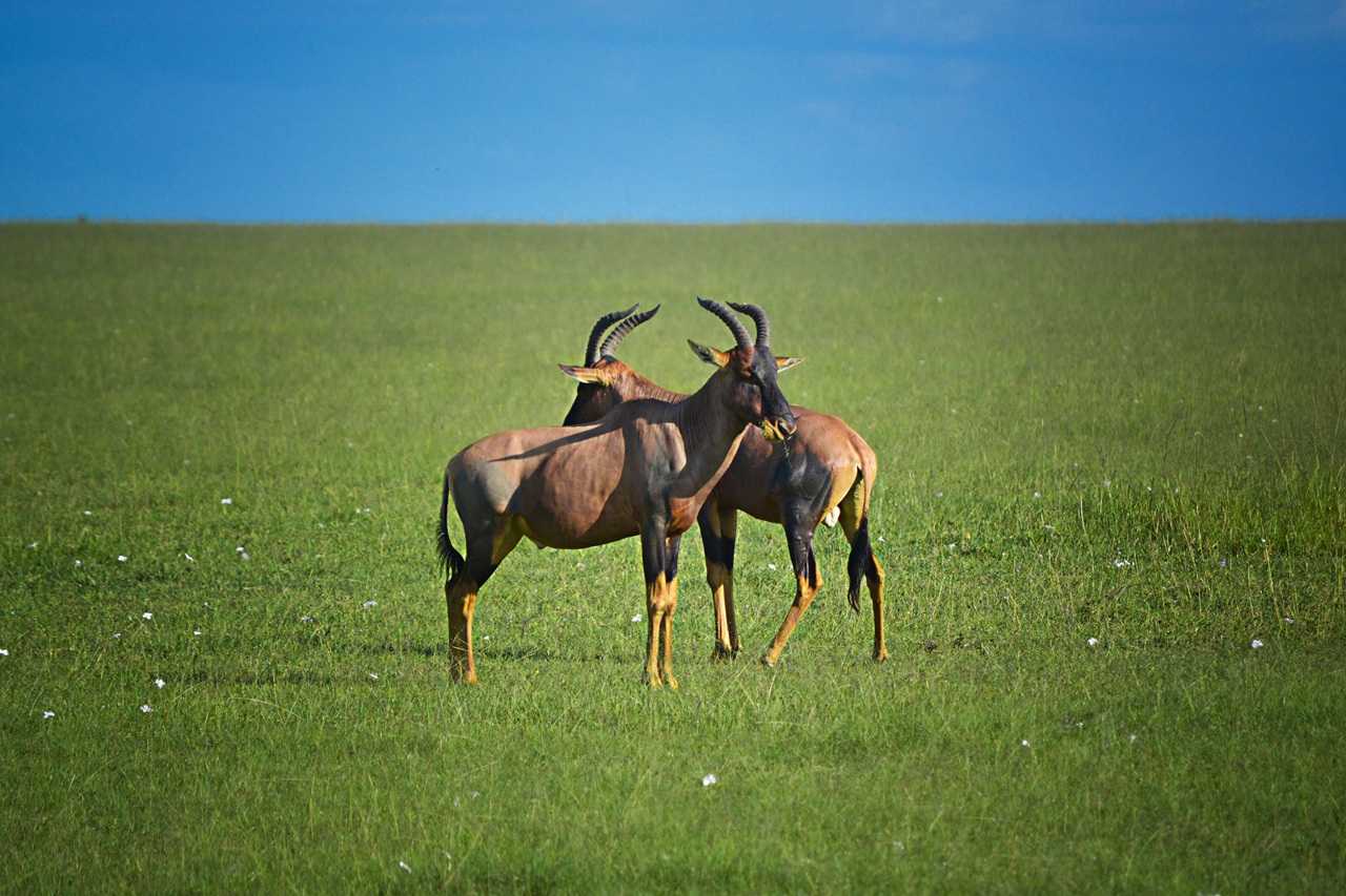 Wild viewing at Masai mara national park