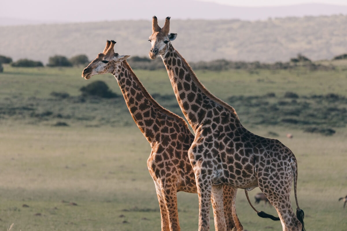 Giraffe sighting at Masai Mara National Park