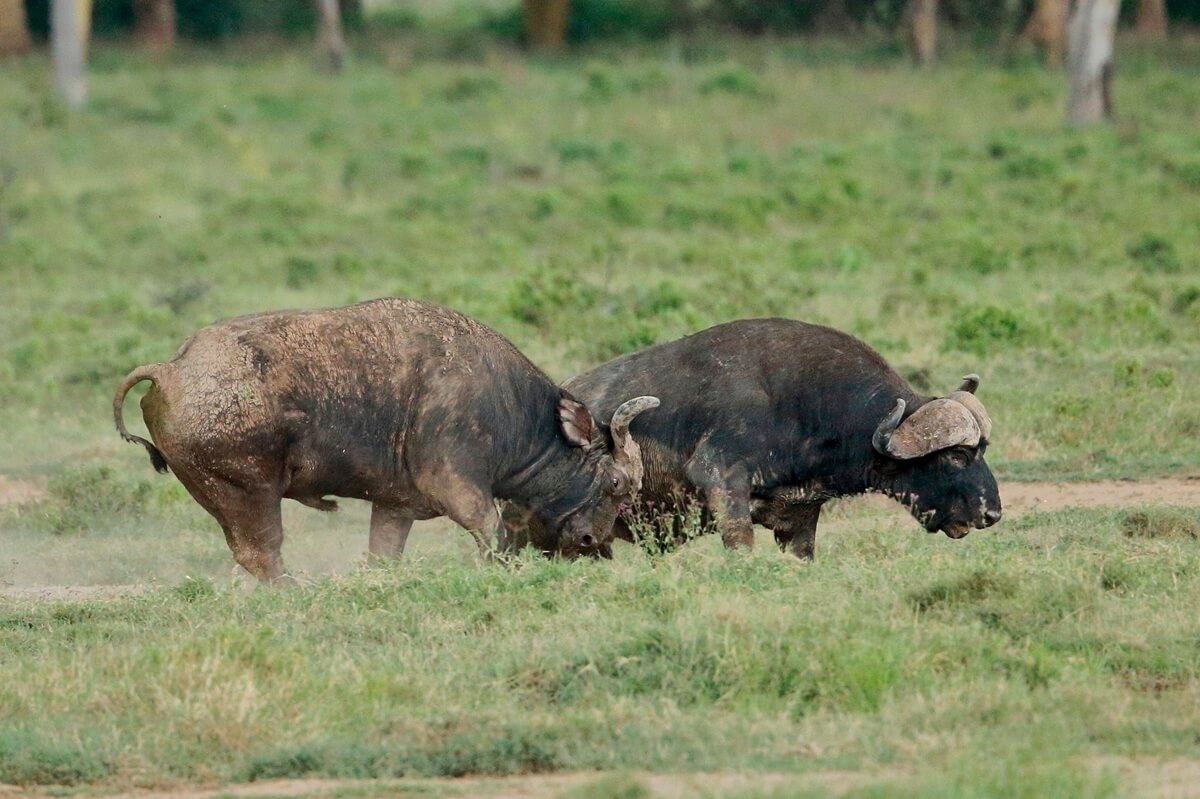 Buffalo bulls fighting in Lake Nakuru National Park