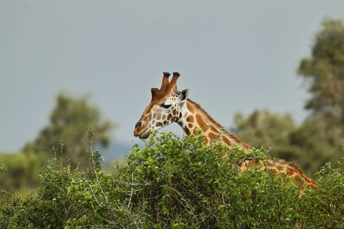 A giraffe sighting in Lake nakuru national park