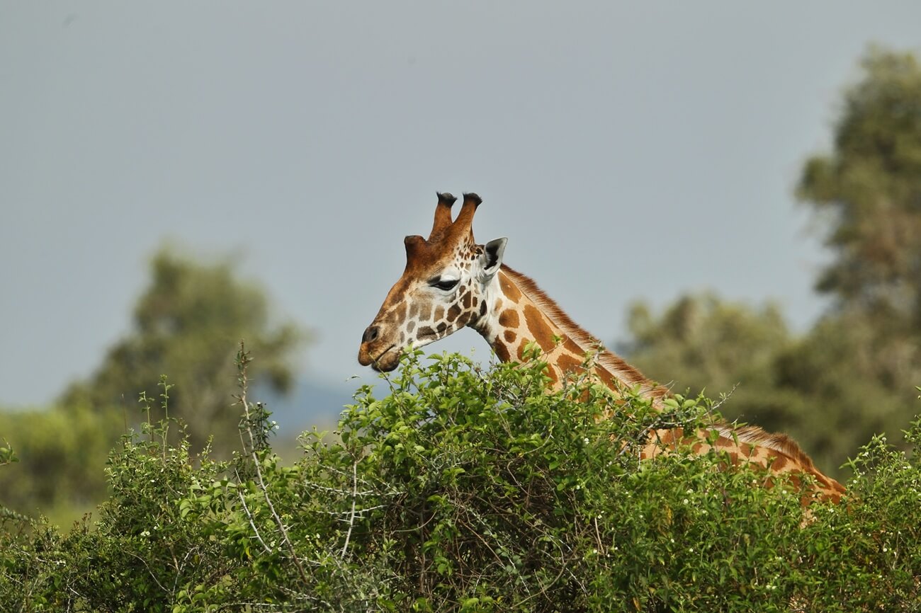 A giraffe sighting in Lake nakuru national park
