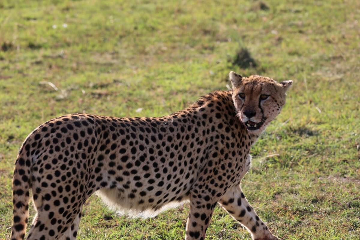 Cheetah sighting at Masai Mara national park