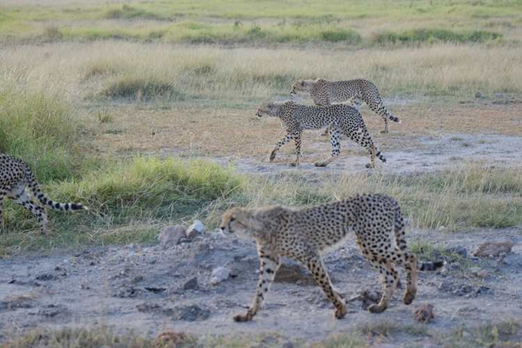 Cheetahs on hunt in Amboseli national park