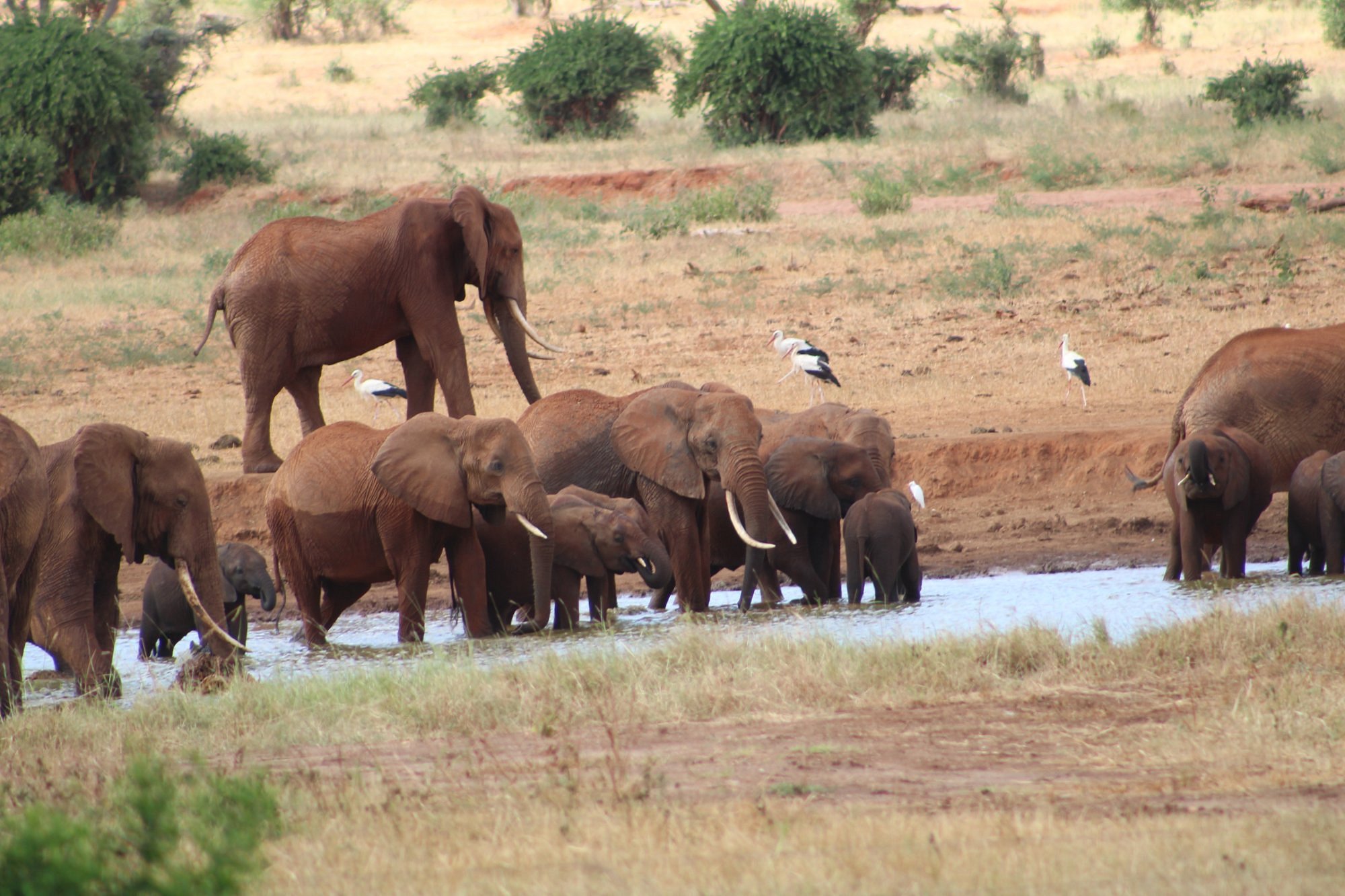 Watching elephants from inside Voi Wildlife Lodge