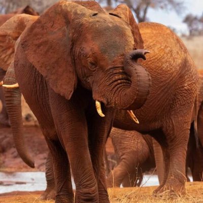 Red Elephants spotted on Tsavo Safaris